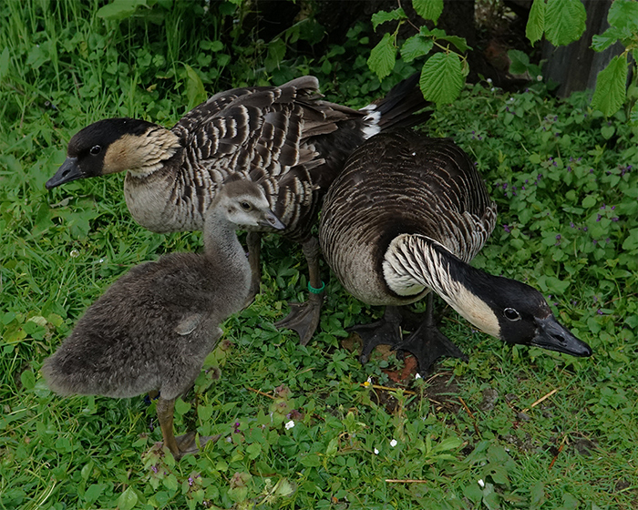 Familie der Gans