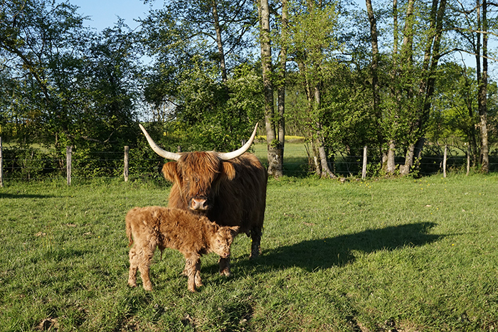 Rote Kuh und Milou