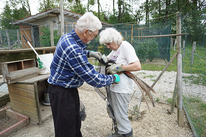 Georges und Mum bereiten die Tiere fuer den Markt