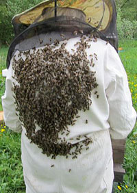 Helen mit Bienenschwarm auf ihrem Rücken