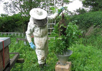 Nun heisst es die Bienen ein neues Zuhause geben