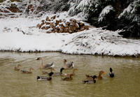 Enten schwimmen gemuetlich im Schnee