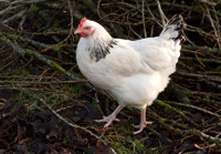 Huhn