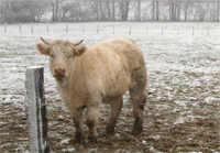 Kuehe im Schnee