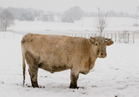Kuh im Schnee