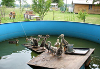 Laufenten im Schwimmbad