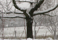 Kuehe im Schnee