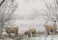 Kuh im Schnee