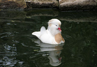 Weisser Mandarin Erpel